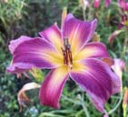 Clear And Convincing Evidence